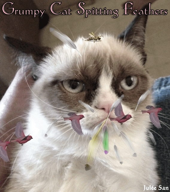Grumpy GIF Find & Share on GIPHY
