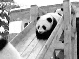 black and white panda GIF by Okkult Motion Pictures