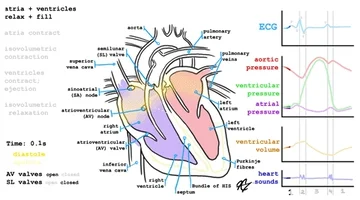 heart interesting GIF