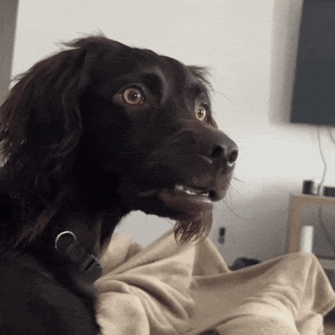 giphy.gif?cid=2154d3d7e535c19ef01b684d6c
