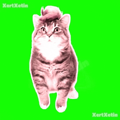 Spinning Cat GIF