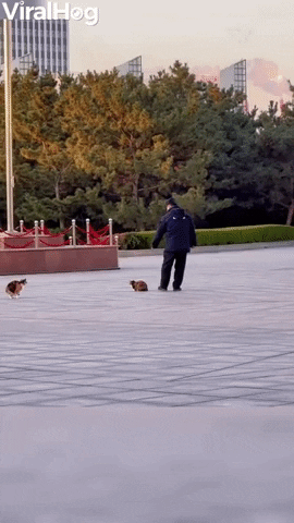 Person Slowly Sneaks For Cat Pets GIF by ViralHog