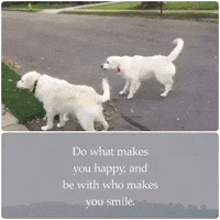 dogs moment GIF by The Videobook