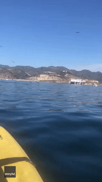 California Kayakers Dumped Into Water by Breaching Humpback Whale