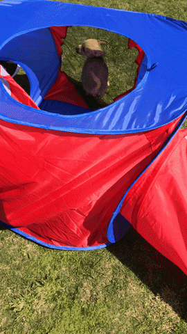 Annenberg PetSpace GIF