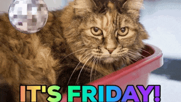 Photo gif. Video is edited so sunglasses lower onto the eyes of a serious-looking cat as a disco ball turns in the corner. At the bottom the text says“It’s Friday!” in rainbow colors.