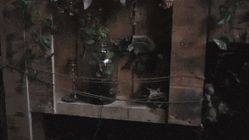 Jamaque Paradis GIF