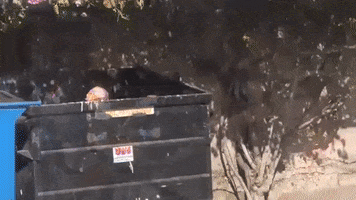 Thundercat Dumpster GIF