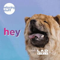 Chow Chow Hello GIF by Relaxing Stuff