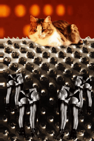 Cat Collage GIF