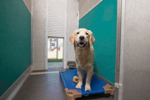 GIF by Superfit Foods