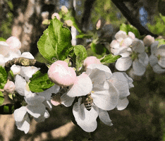 Honey Bee Spring GIF by InsectCop.net