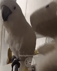 Confident Cockatoo Impressed by Persistent Teddy Bear
