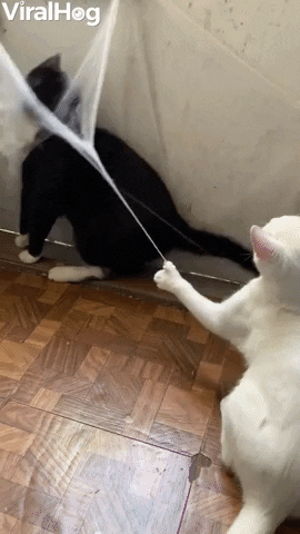 Cats Got Caught In Halloween Web GIF by ViralHog