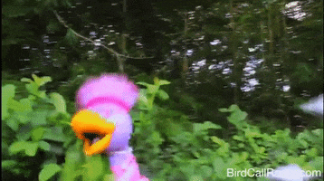 BirdCallRadio funny birds puppet chase GIF
