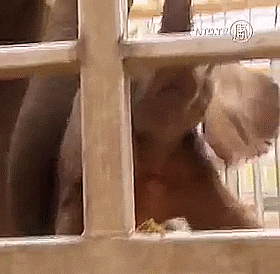 baby hello GIF