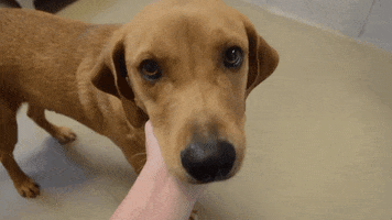HallmarkChannel dog dogs puppy country music GIF