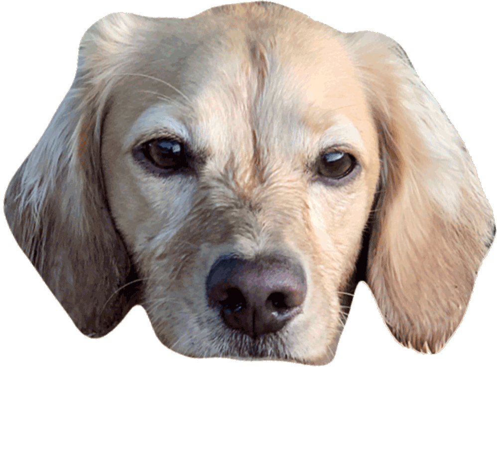 Wiener Dog Sticker by jinsdesk for iOS & Android GIPHY