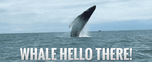 hello puns whale pun whale hello there