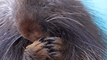 Hungry Food GIF by Woodland Park Zoo