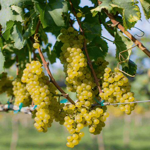 Wine Whitewine GIF by Williamsburg Winery