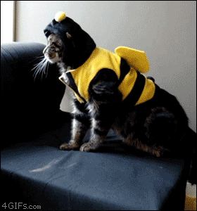  cat fail falling costume couch GIF
