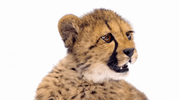 Big Cat What GIF by TELUS