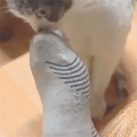 Cat Smells Fishy GIF