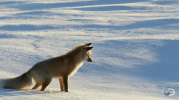 fox snow GIF