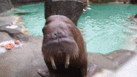 Walruses Enjoy Halloween Treats at Tacoma Zoo