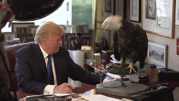 trump donald eagle bald
