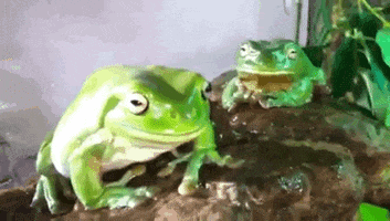 animal s frog GIF