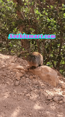 For Sale Squirrel GIF by giuseppe medici