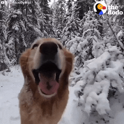 Gatos o perros Cuál Prefieres