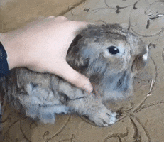 Animal GIF