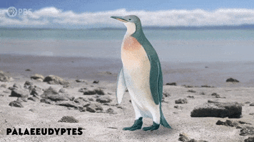 Penguin Marinelife GIF by PBS Digital Studios