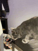 Cat Cant See GIF