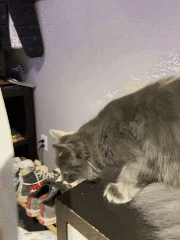 Cat Cant See GIF