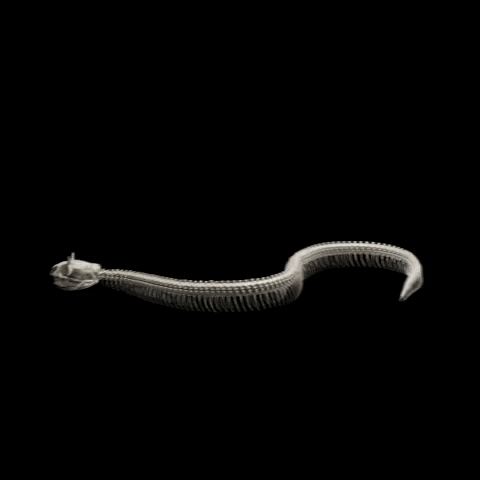 libeskindarts snake viper hieroglyphics hieroglyphs GIF