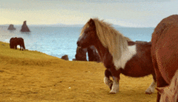 Pony GIFs - Get the best GIF on GIPHY