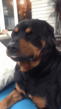 angry puppy gif