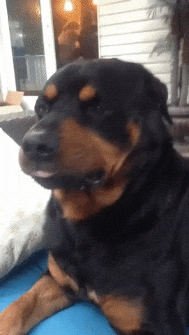 Mean Dog GIFs - Find & Share on GIPHY