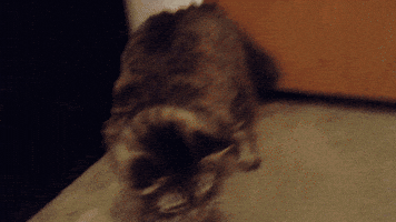 cat demon GIF