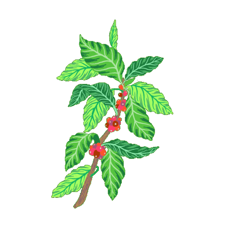 Coffee Starbucksreserve Sticker by Starbucks Reserve Roastery Tokyo