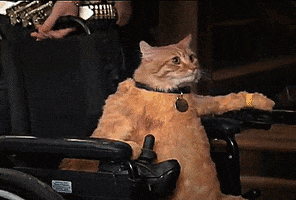 Image result for cat in a wheelchair