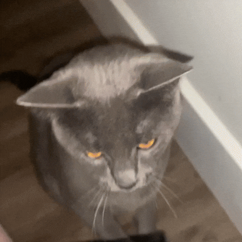 Cat GIF