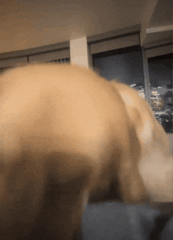 Locked In What GIF