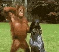 Funny Monkey GIFs - Find & Share on GIPHY