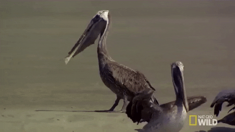 Pelican GIF by Nat Geo Wild - Find & Share on GIPHY