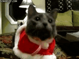 Nodding Cat GIFs - Find & Share on GIPHY